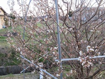 337-s-2.jpg